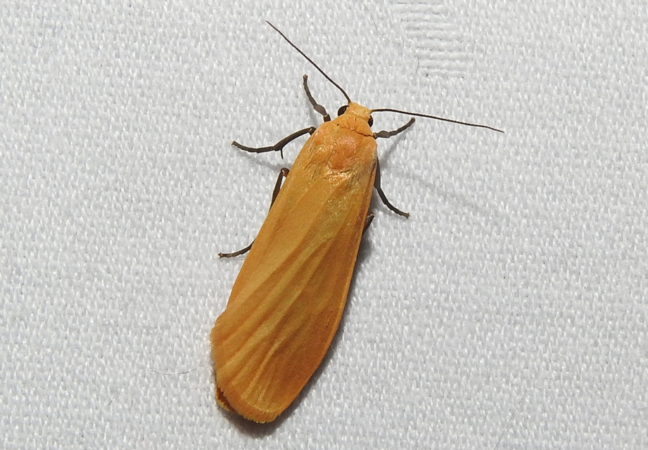 Eilema sororcula - sárga zuzmószövő