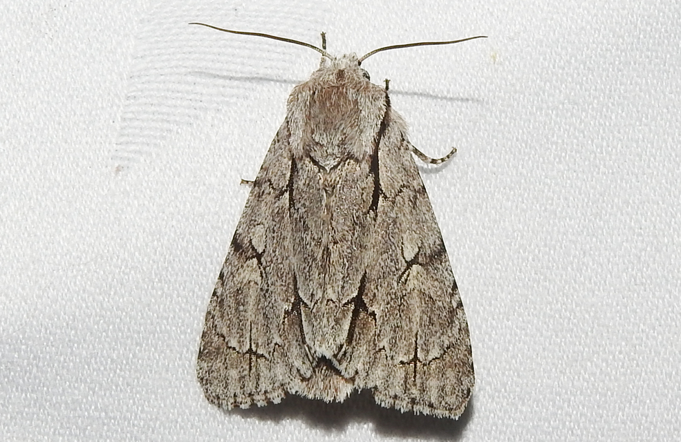 Acronicta cuspis/tridens/psi