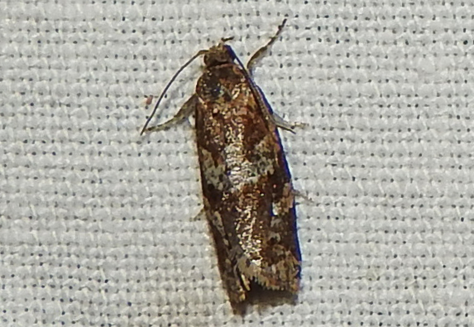 Argyrotaenia ljungiana - ékes sodrómoly