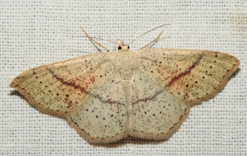 Cyclophora punctaria - sávos pettyesaraszoló