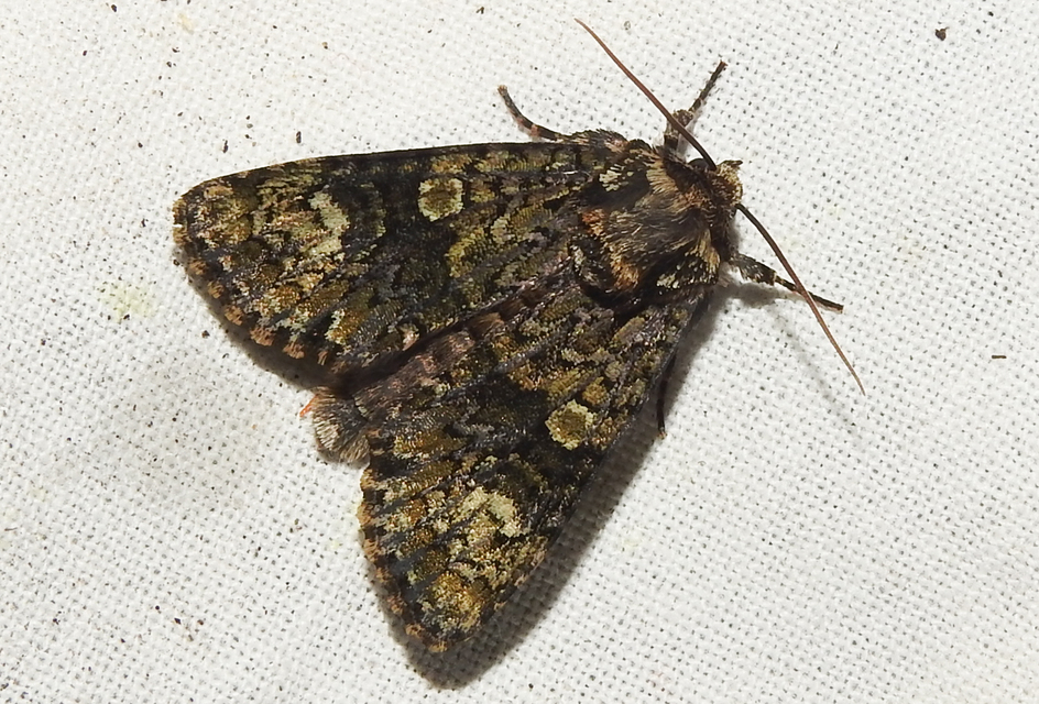 Craniophora ligustri - fagyalbagoly