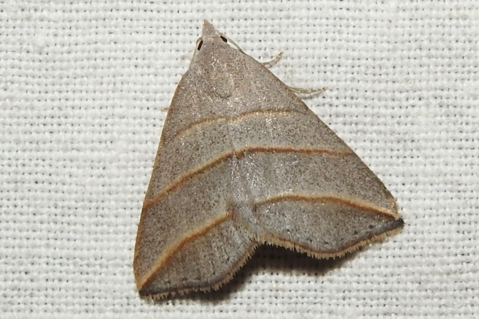 Colobochyla salicalis - háromsávos törpebagoly