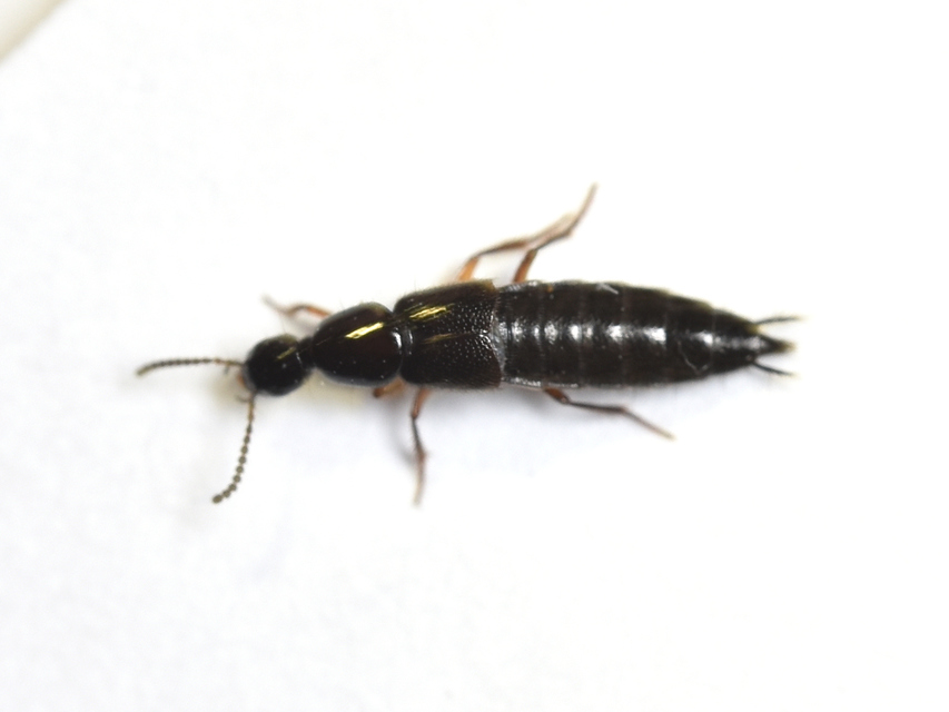Philonthus