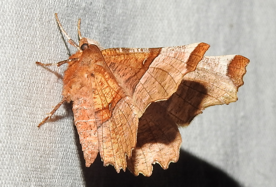 Selenia lunularia - egyfoltos holdasaraszoló