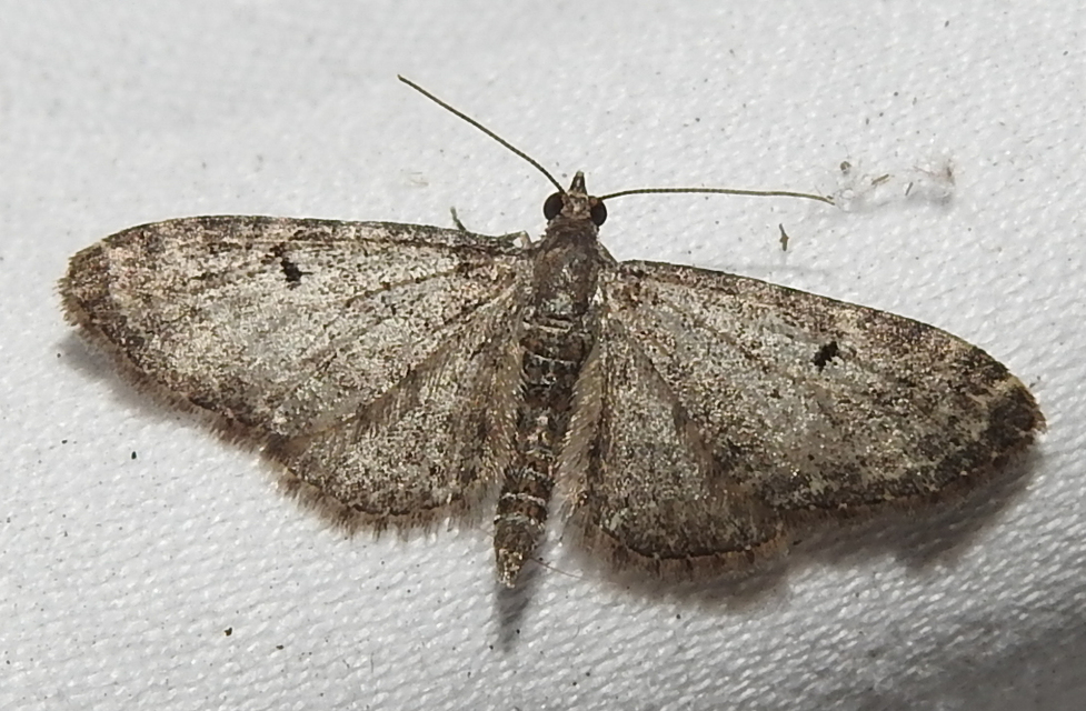 Eupithecia virgaureata - aranyvessző-törpearaszoló