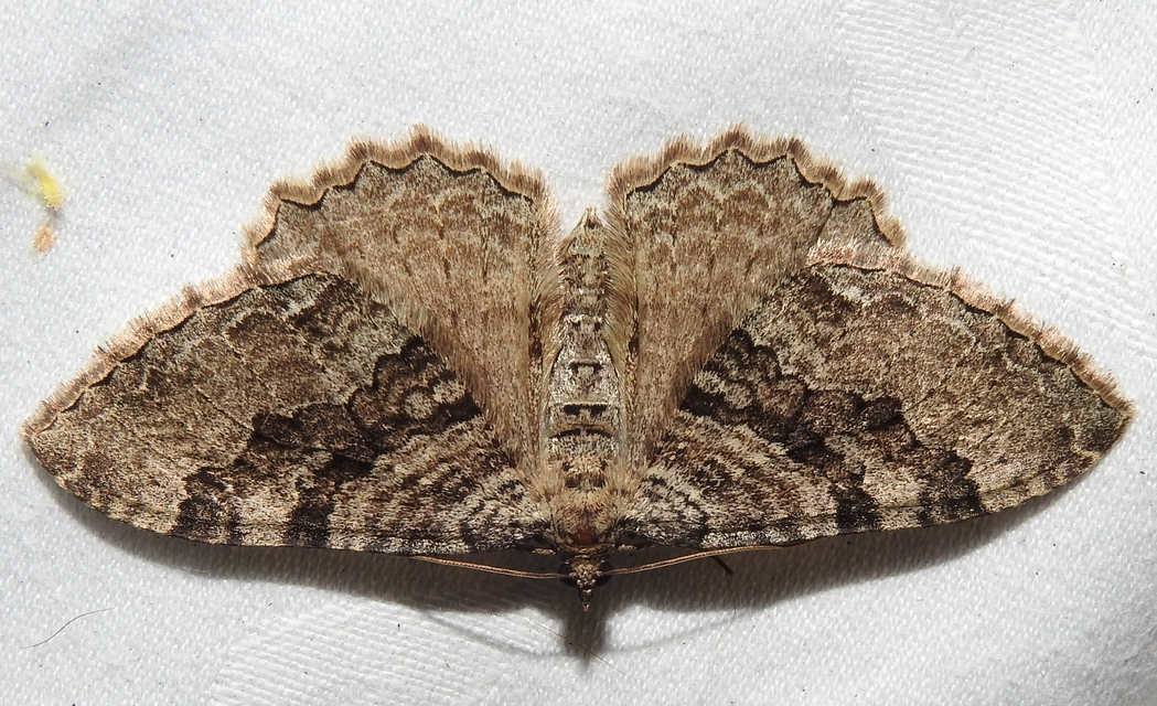 Hydria cervinalis - őzbarna araszoló