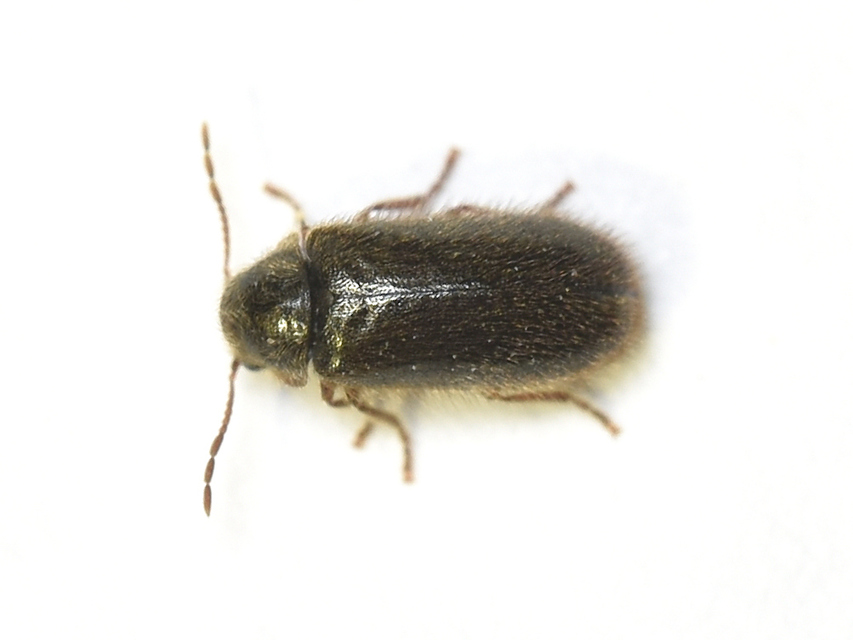 Hyperisus plumbeus - fémes álszú