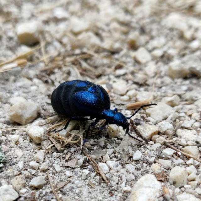 Meloe violaceus - kék nünüke