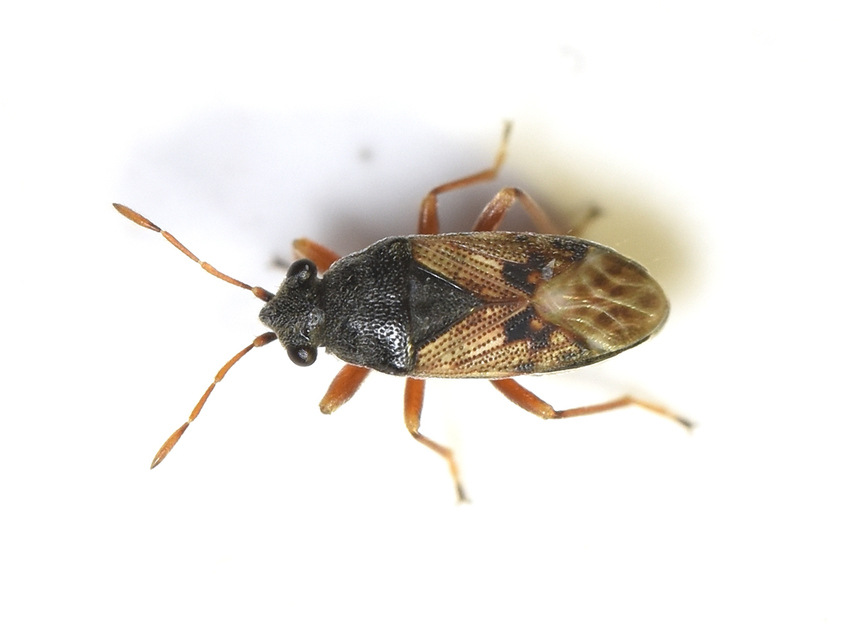 Acompus pallipes