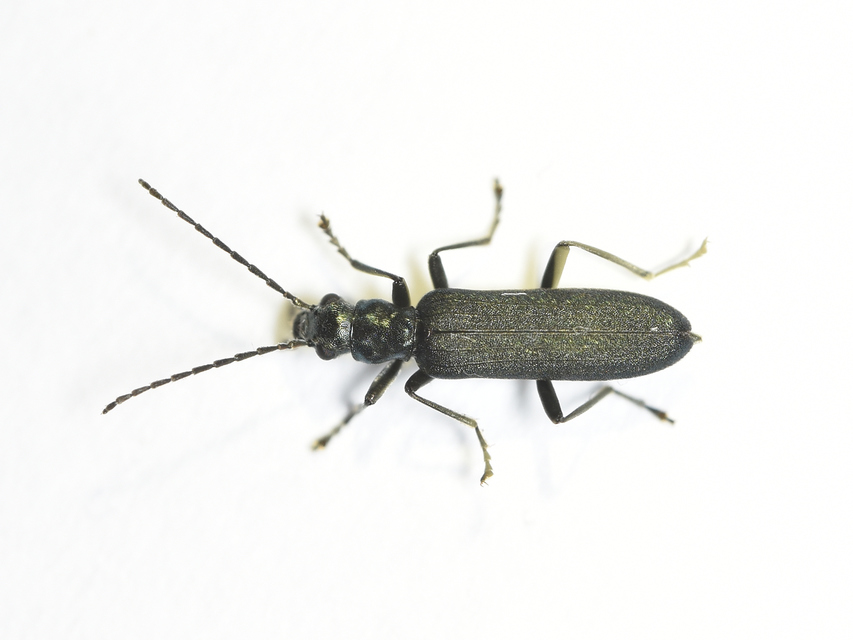 Ischnomera