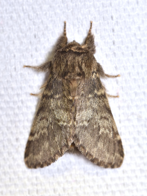 Drymonia ruficornis - cserfa-púposszövő