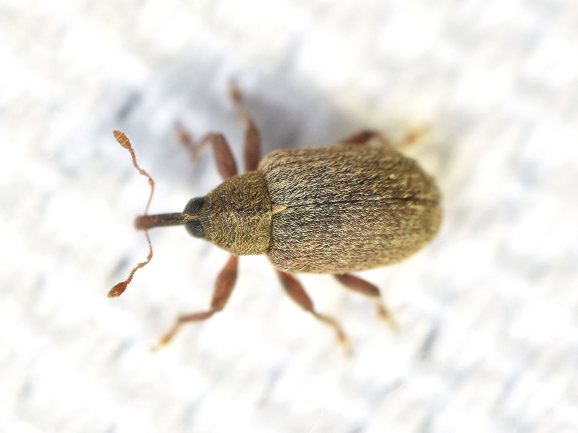 Lignyodes suturatus - barázdás kőrismagormányos