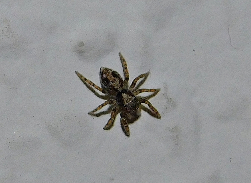 Pseudeuophrys