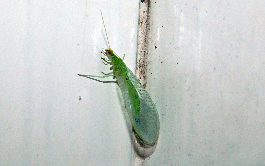 Chrysopidae - zöldfátyolkák