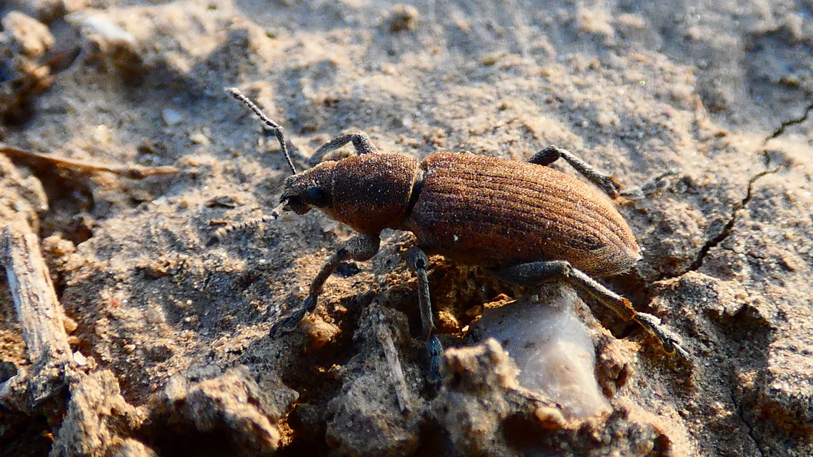 Tanymecus palliatus - közönséges hegyesfarúbarkó