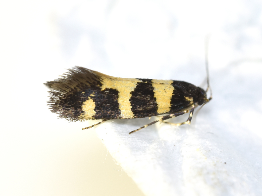 Denisia augustella - zebramoly