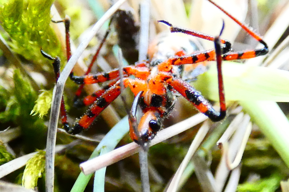 Rhynocoris iracundus - közönséges gyilkospoloska