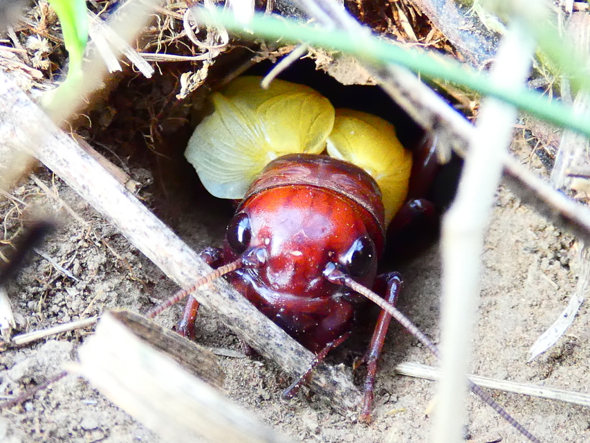 Gryllus campestris - mezei tücsök