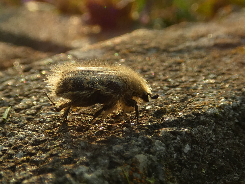 Tropinota hirta - bundás virágbogár