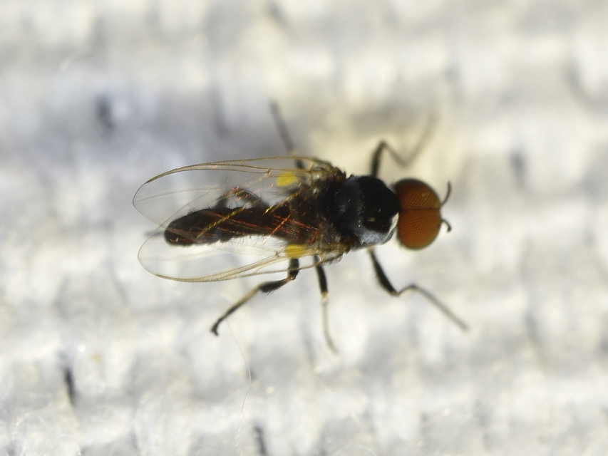 Simuliidae - púposszúnyogok