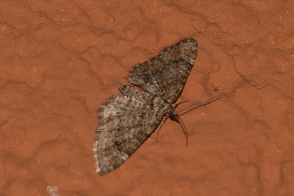 Gymnoscelis rufifasciata - vöröscsíkos törpearaszoló