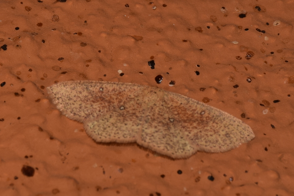 Cyclophora porata - körös pettyesaraszoló
