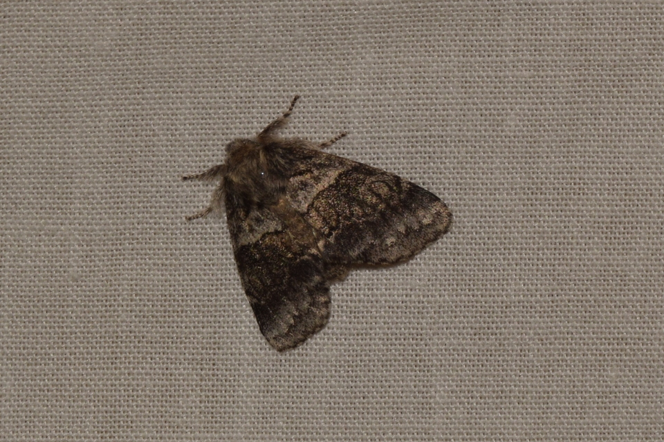 Gluphisia crenata - kormos púposszövő