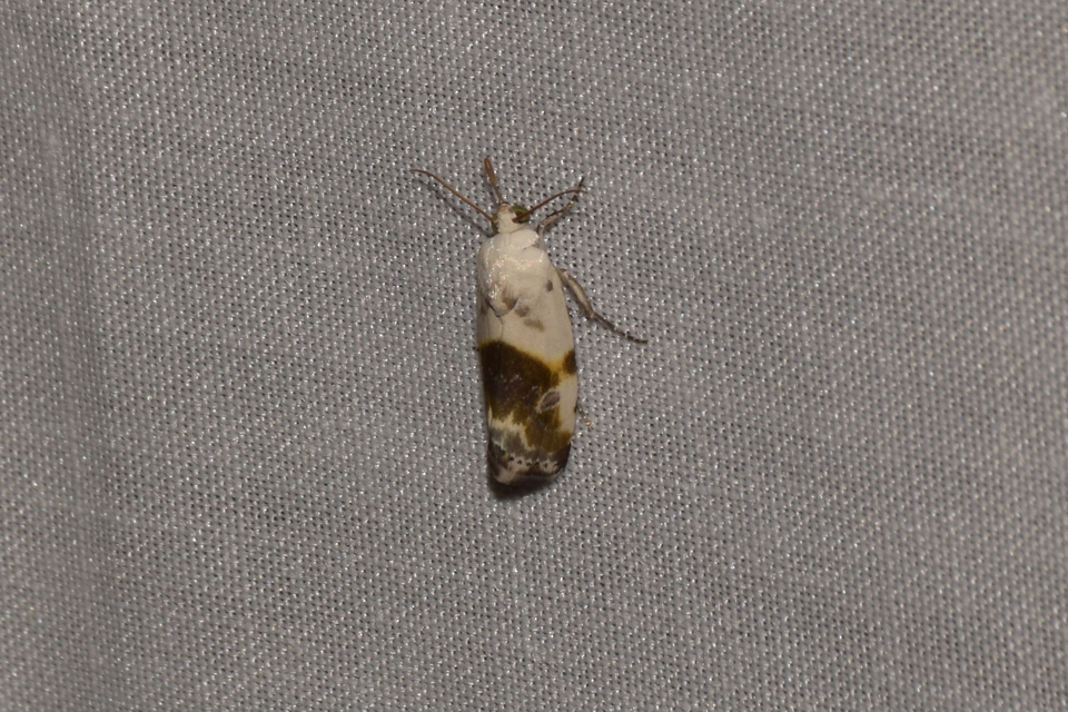 Ponometia candefacta - parlagfűbagoly