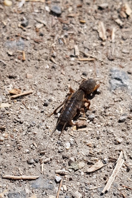 Gryllotalpa