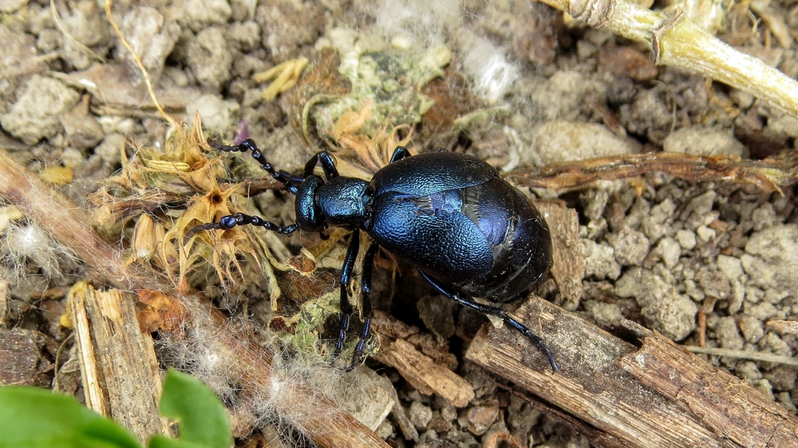 Meloe violaceus - kék nünüke