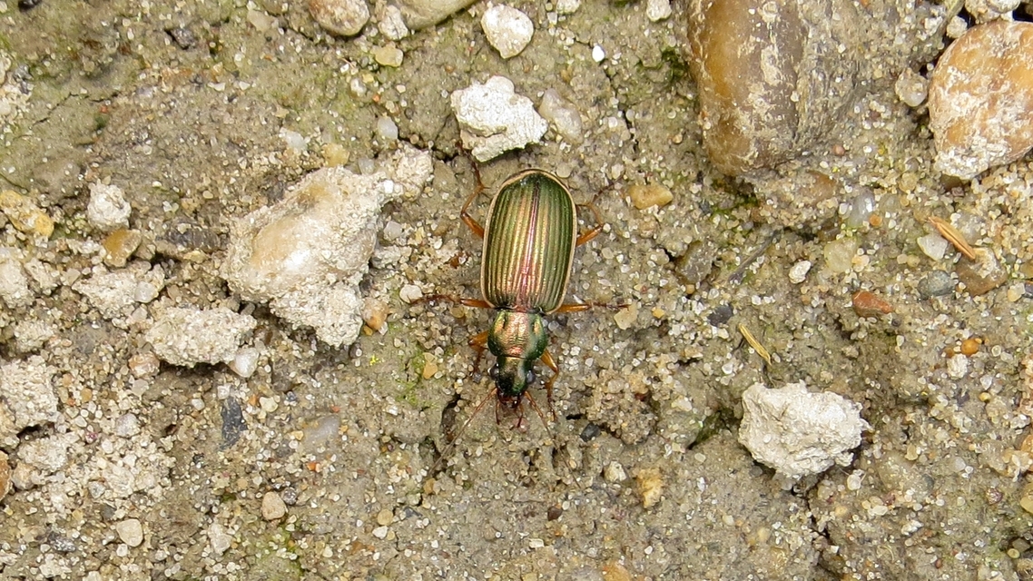 Chlaenius spoliatus - csupasz bűzfutó