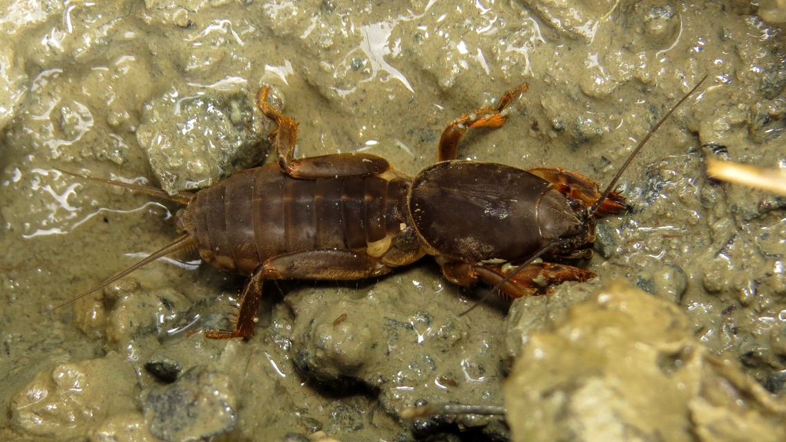 Gryllotalpa