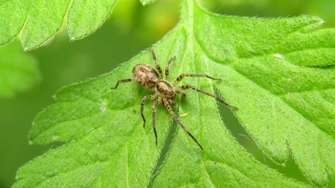 Anyphaena accentuata - jegyespók