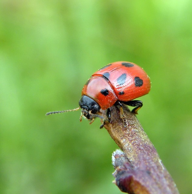 Gonioctena fornicata - közönséges lucernabogár