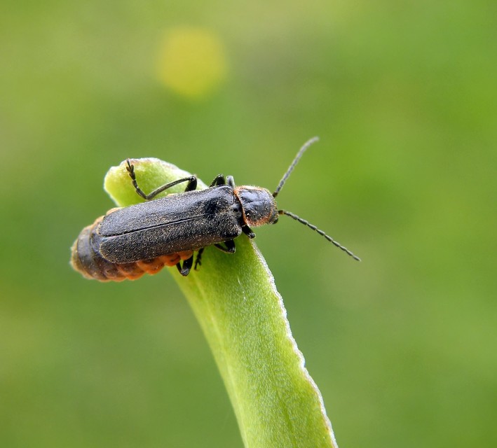 Cantharidae - lágybogárfélék