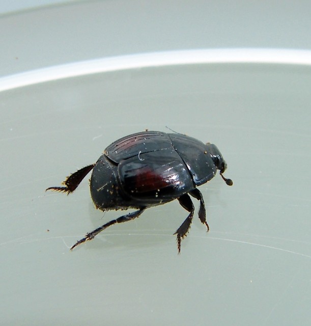 Margarinotus purpurascens - vöröslő sutabogár