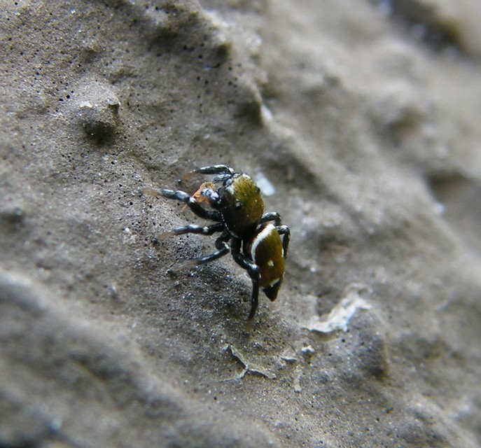 Heliophanus