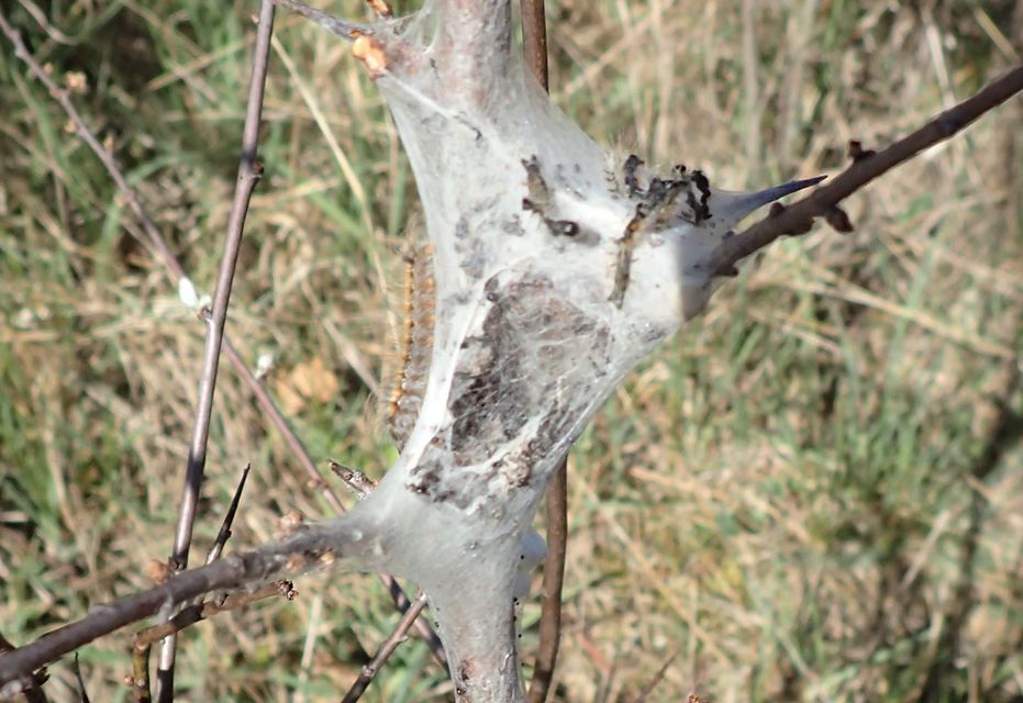 Eriogaster catax - sárga gyapjasszövő