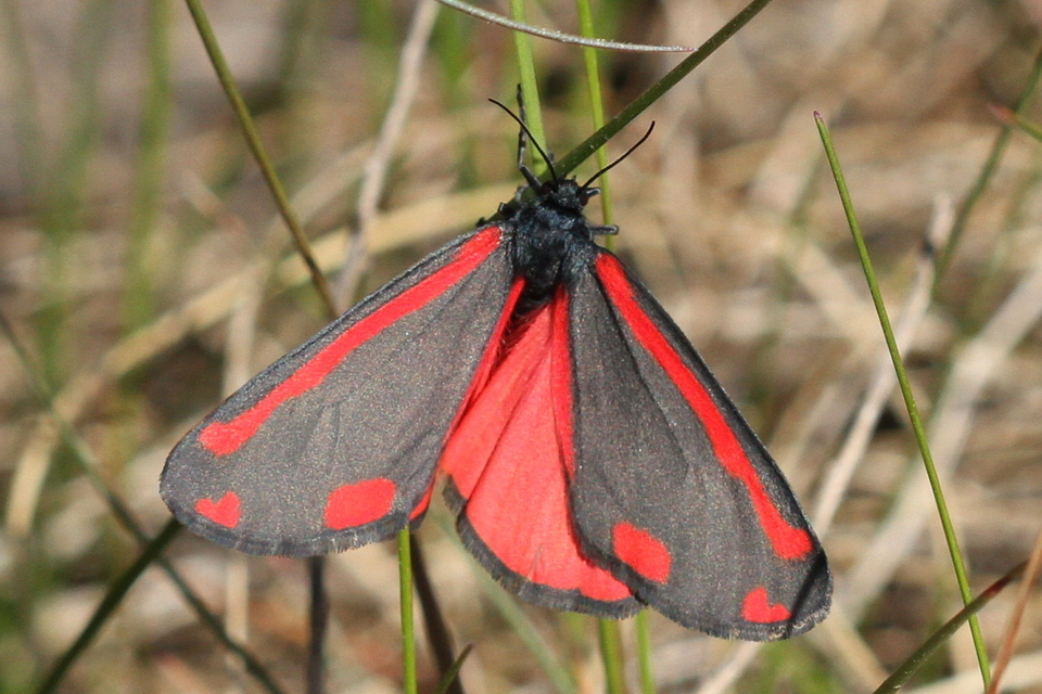 Tyria jacobaeae - jakabfű-medvelepke
