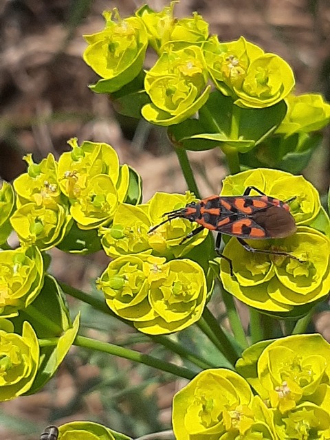 Spilostethus saxatilis - virágbodobács