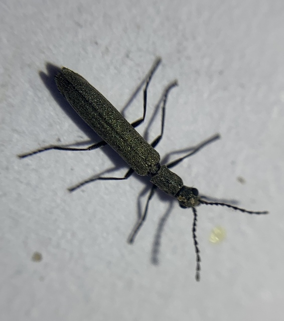 Dolichosoma lineare - ösztövér karimásbogár