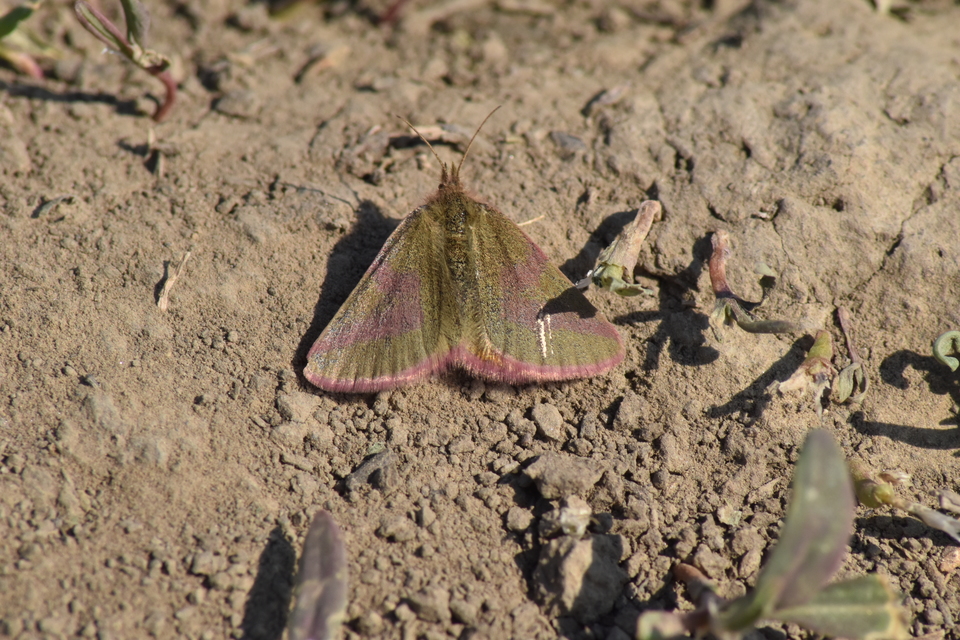 Lythria purpuraria - bíborsávos araszoló