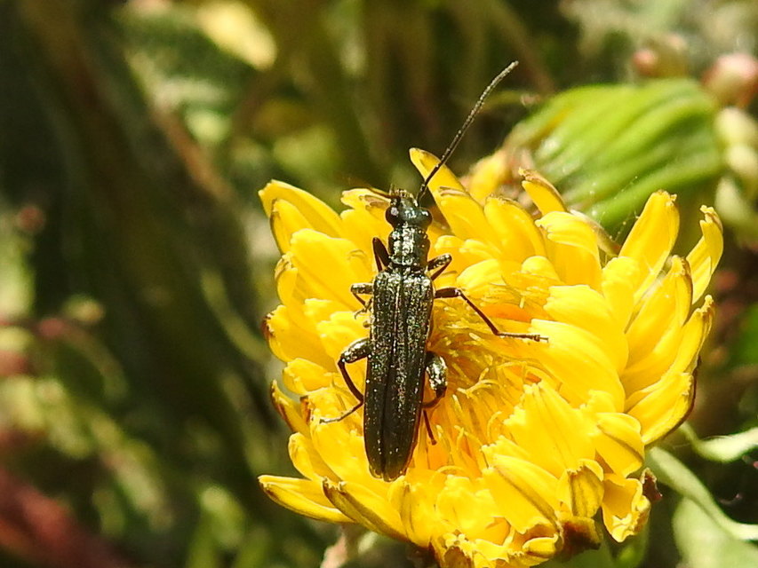 Oedemera virescens - zöldes álcincér