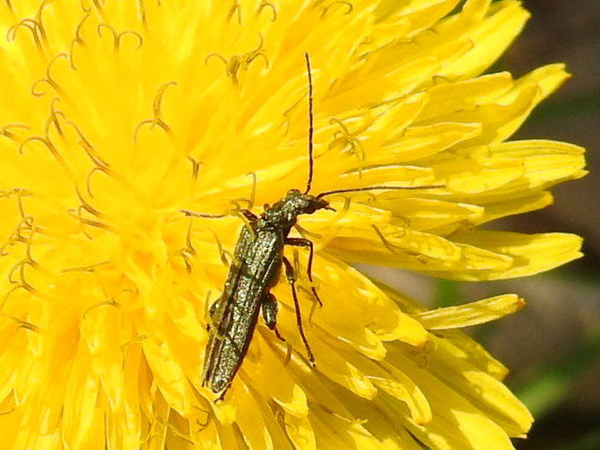 Oedemera virescens - zöldes álcincér