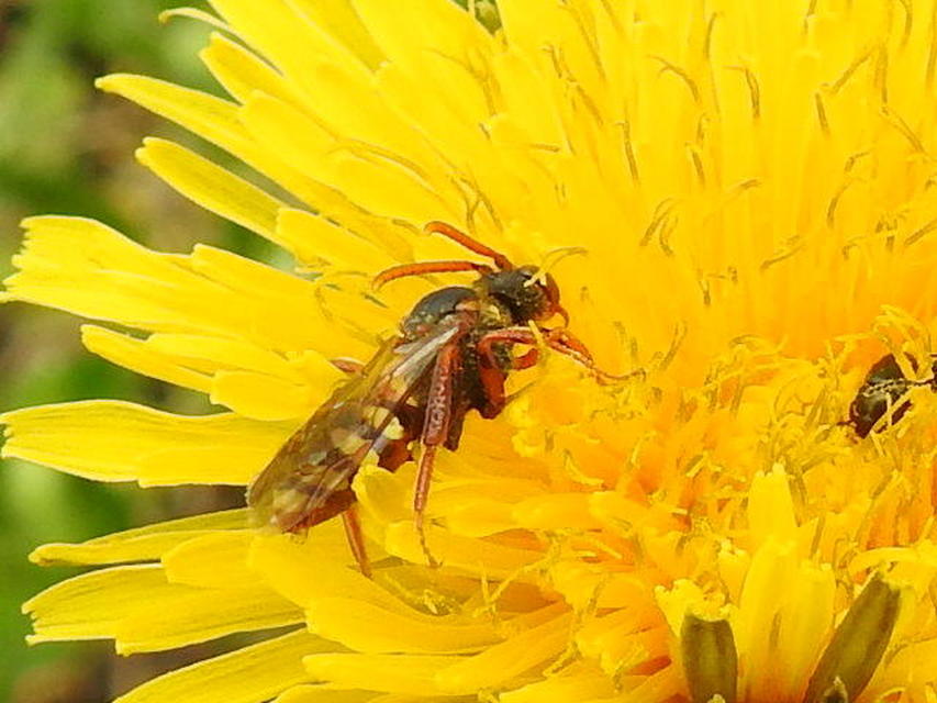 Nomada