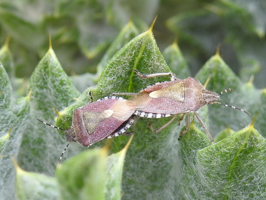 Dolycoris baccarum - közönséges bogyómászó-poloska