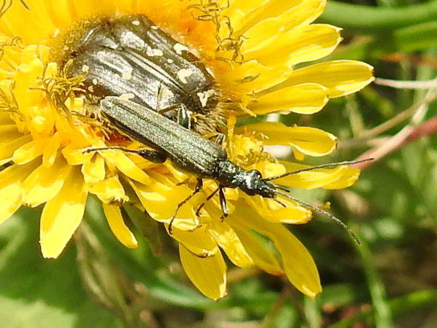 Oedemera
