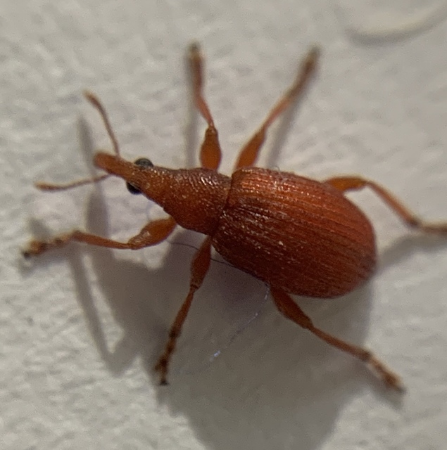 Apion rubiginosum - sóskaszár-cickányormányos