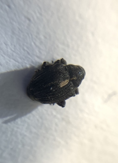 Rhinoncus leucostigma - vöröslábú sóskaormányos