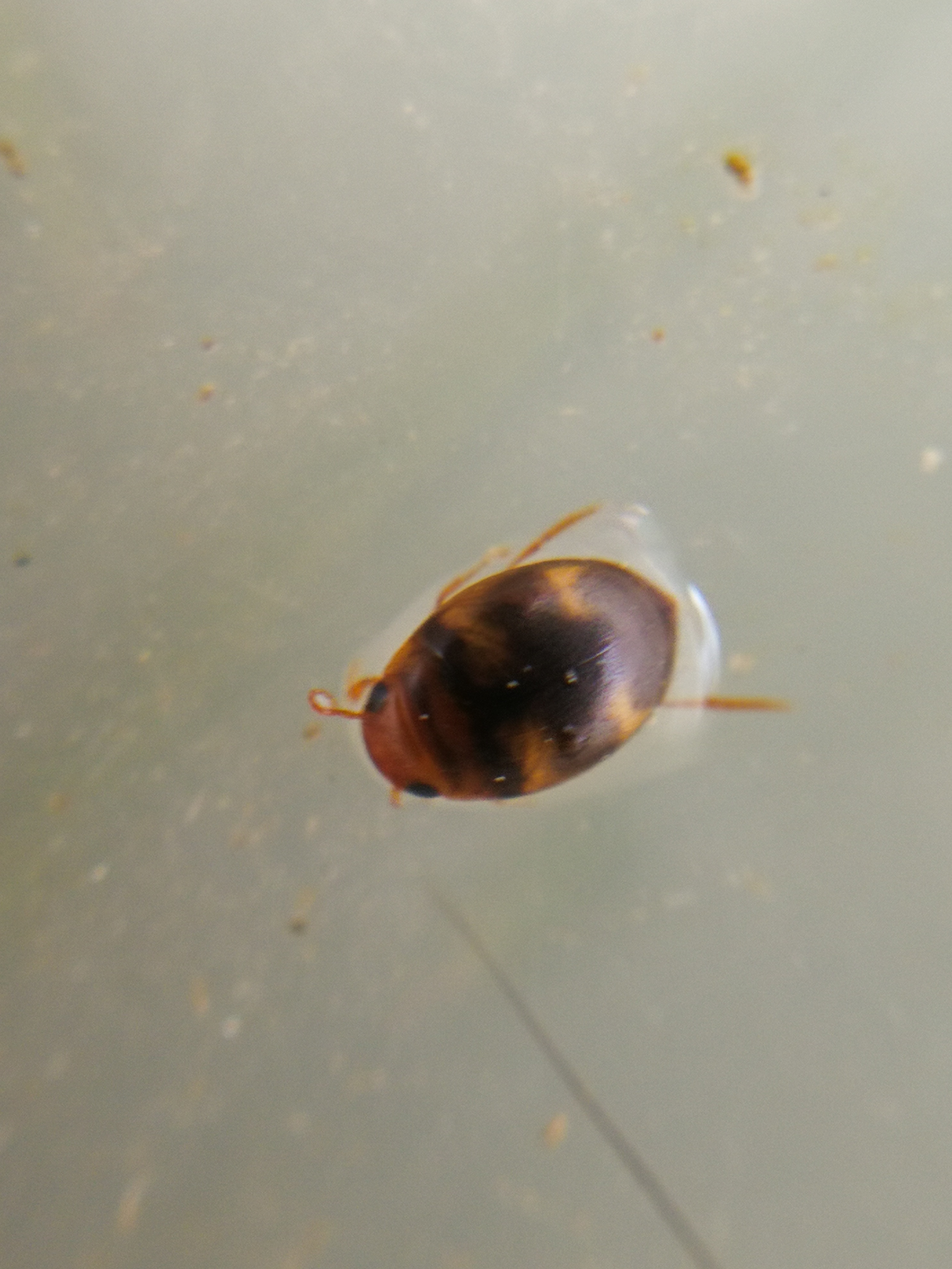 Hydrovatus cuspidatus - hegyesszárnyú csíkbogár